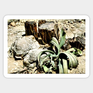 Welwitschia Plant in the Petrified Forest Sticker